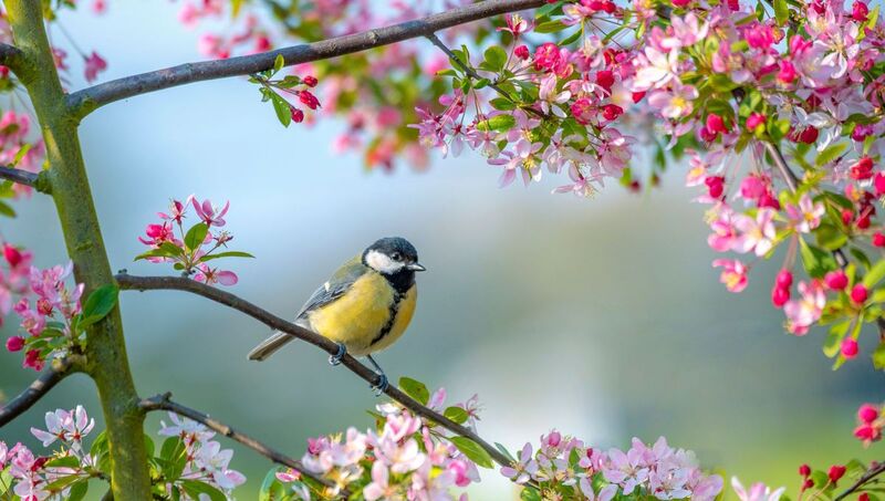 C'est le Printemps!!!