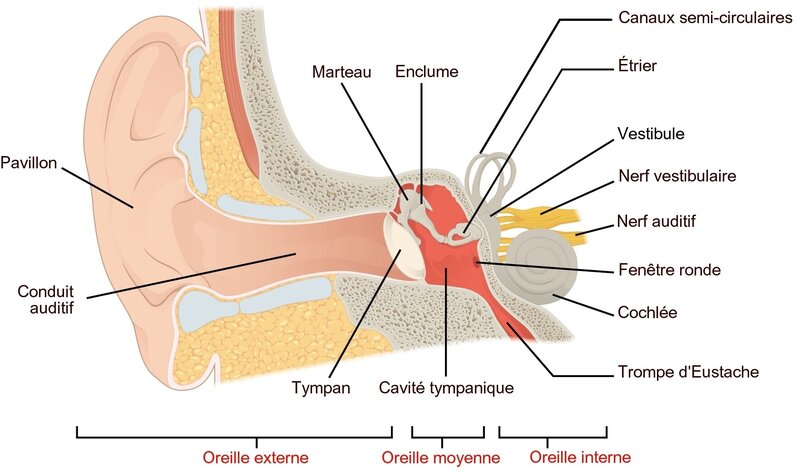 Ma Santé ORL - La physiologie de l'oreille - Partie 1