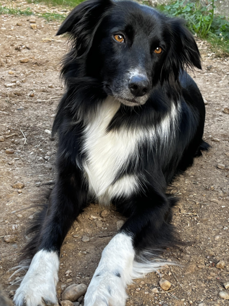 Journée mondiale du chien
