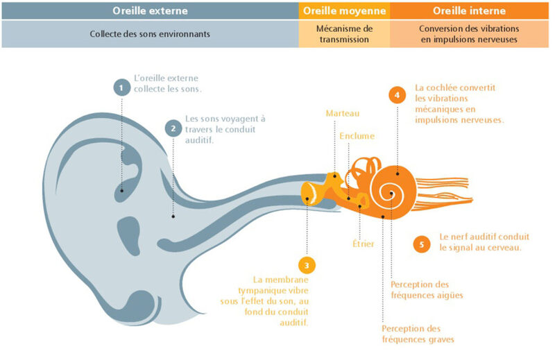 Ma Santé ORL - La physiologie de l'oreille - Partie 2